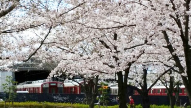 ♪お花見♪桜・さくら・サクラ満開♪