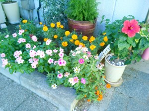 色とりどりな綺麗な花