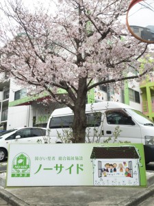 ノーサイドの桜