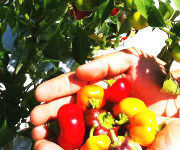 水耕栽培　トマト
