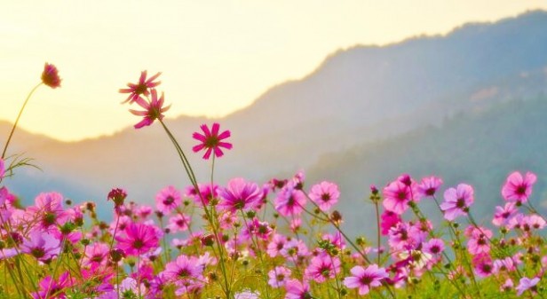お花