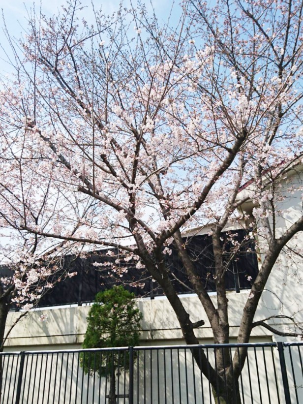 桜も咲く