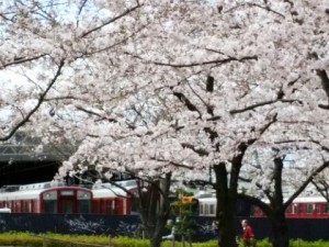 ♪お花見♪桜・さくら・サクラ満開♪